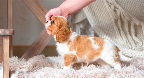 The teacup King Charles Cavalier is an even smaller version of this already toy-… | Cavalier ...