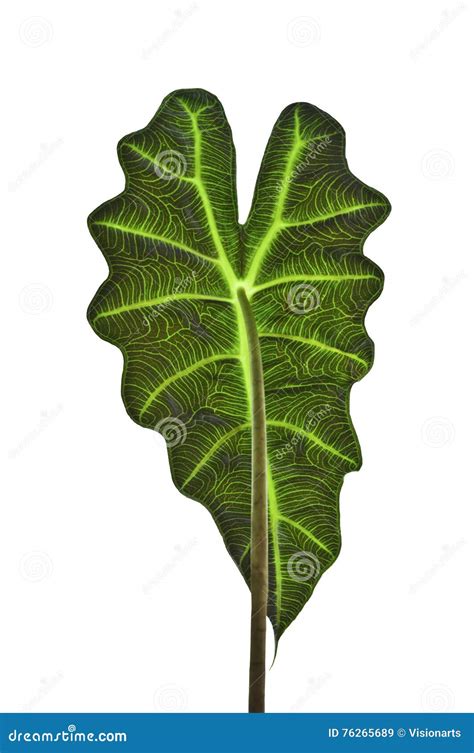 Leaf of Alocasia X Amazonica Plant Stock Image - Image of curvature, closeup: 76265689