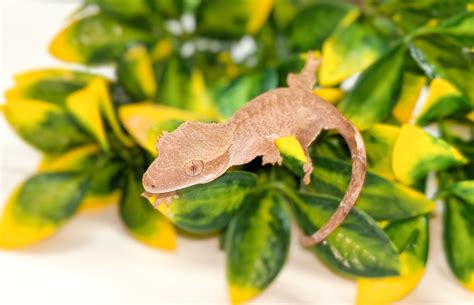 Tiger - Crested Gecko Traits - Morphpedia