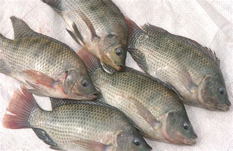 Tilapia