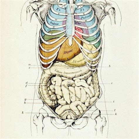 Illustration. Human rib cage over lungs, heart, other lower intestine. | Arte de anatomía humana ...