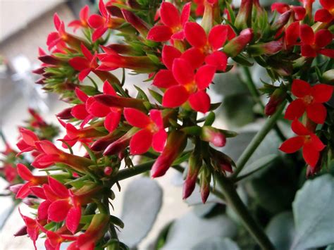 How To Grow And Care For Kalanchoe | Plantly