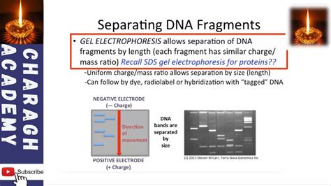 Separating DNA Fragments || Gel electrophoresis - YouTube