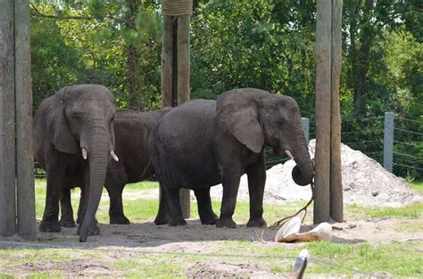 Residents of the Jacksonville Zoo | Jacksonville zoo, Animals, Zoo