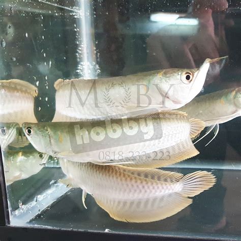 Jual Ikan Arwana Silver Brazil - Ikan Hias Arowana Silver Brazil untuk Aquarium Air Tawar ...