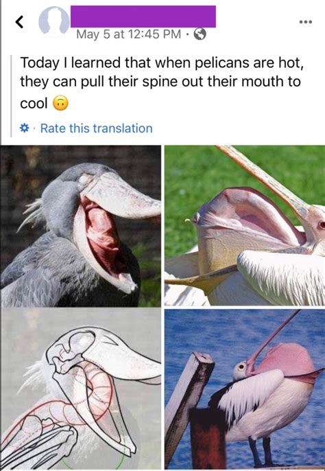 Cool pelicans | Birds | Know Your Meme