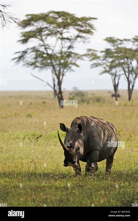 White rhino grazing on the short grasses of Lake Nakuru National Park in Kenya Stock Photo - Alamy