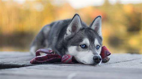 47+ Wallpaper Anjing Husky Putih Images