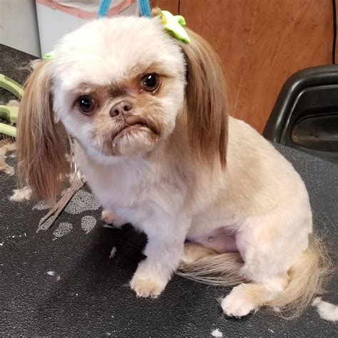 One of my grooming customers, her name is Lugnut, she's a shih-tzu chihuahua mix and one of my ...