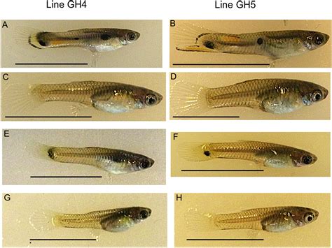 Sex-biased expression between guppies varying in the presence of ornamental coloration [PeerJ]