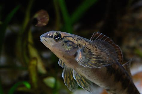 Tangerine Darter · Tennessee Aquarium