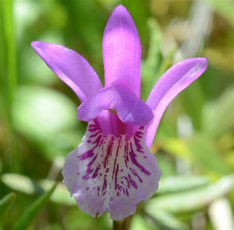 Arethusa bulbosa (Dragon's Mouth): Go Orchids