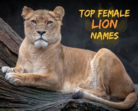 30+ Top Female Lion Names | Best Names For A Lioness