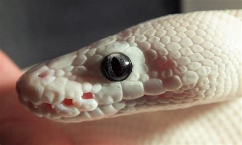 Leucistic Ball Python