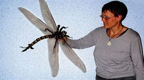 The Biggest Insect In The World - YouTube