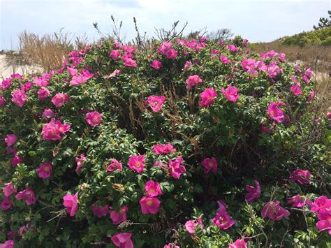 Gone To The Beach: June ~ Beach Roses