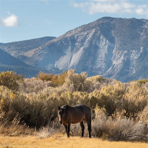 The Magic of Wild / Wild Horses of Nevada - jantrabuephotography.com