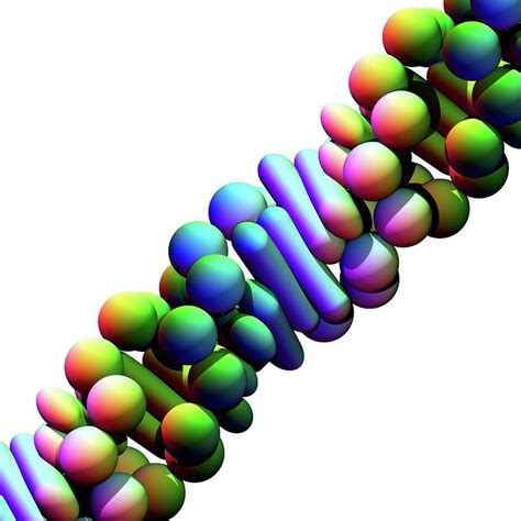 Z-dna Molecule #2 by Russell Kightley/science Photo Library