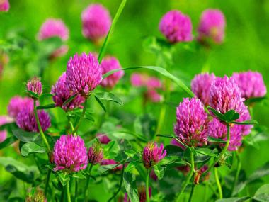 Red Clover: Pictures, Flowers, Leaves & Identification | Trifolium pratense