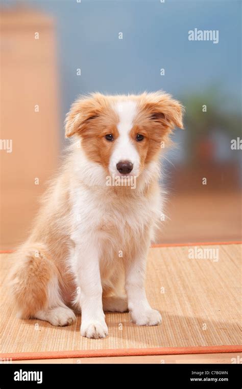 Border Collie, puppy, 14 weeks, australian red-white Stock Photo - Alamy