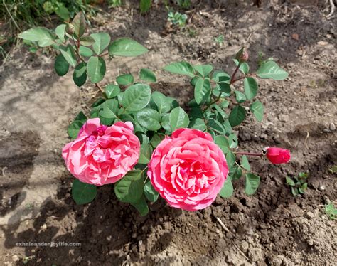 Grow A Rose Garden From Cuttings In Water – Exhale And Enjoy Life