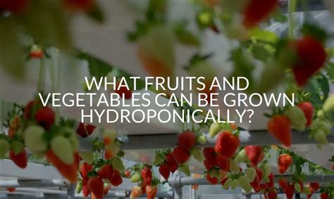 What Fruits And Vegetables Can Be Grown Hydroponically? - Soak And Soil