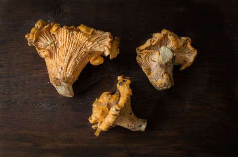 The California Chanterelle: Cantharellus californicus