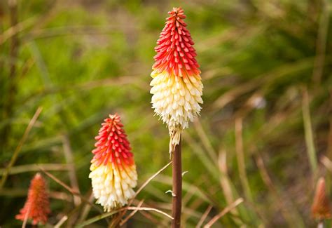 Kniphofia uvaria - Vuurpijl - Hermie.com - Alles voor uw huis & tuin online!