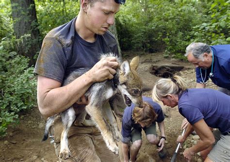 Wolf sanctuary offers hands-on training | The Spokesman-Review