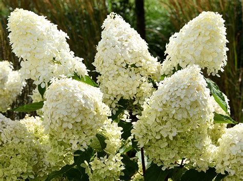 Hydrangea paniculata 'Phantom' - PictureThis