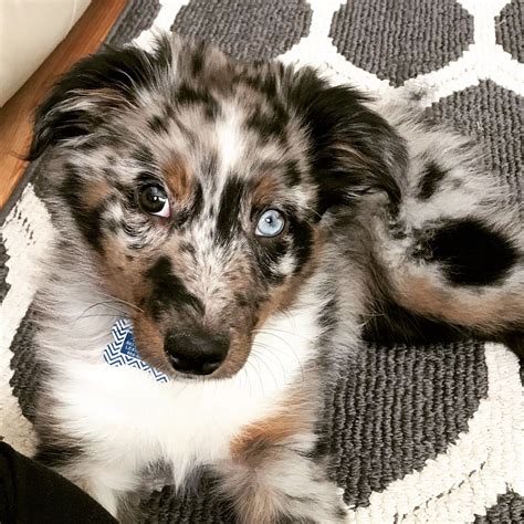 Blue Merle Australian shepherd puppy, heterochromatic, 3 months old ...