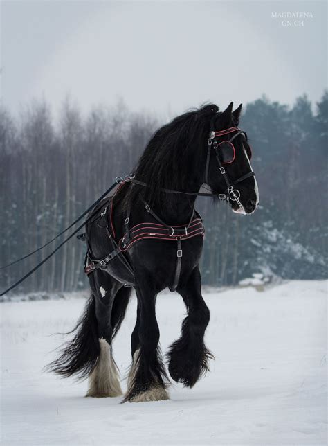 Shire - null | Clydesdale horses, Horses, Horses in snow