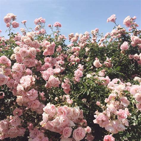 Pink White Flowers Aesthetic References – Mdqahtani