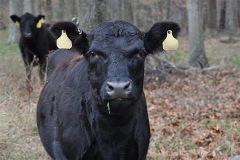 11 American Cattle Breeds - Farmhouse Guide