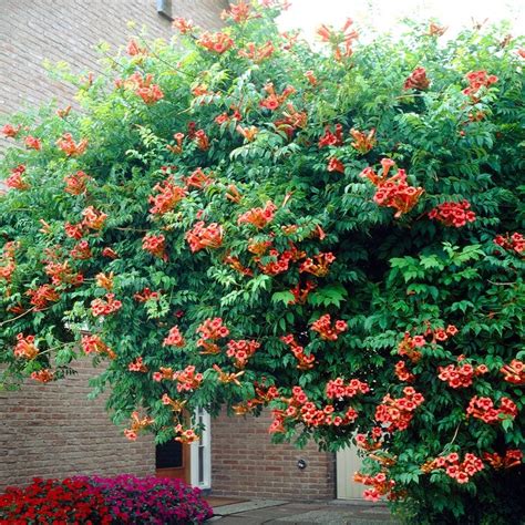 Flamenco Trumpet Vine, Campsis radicans | American Meadows