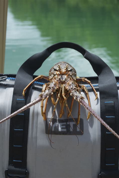 Top 5 Spiny Lobster Recipes — Into the Blue Fishing Blog