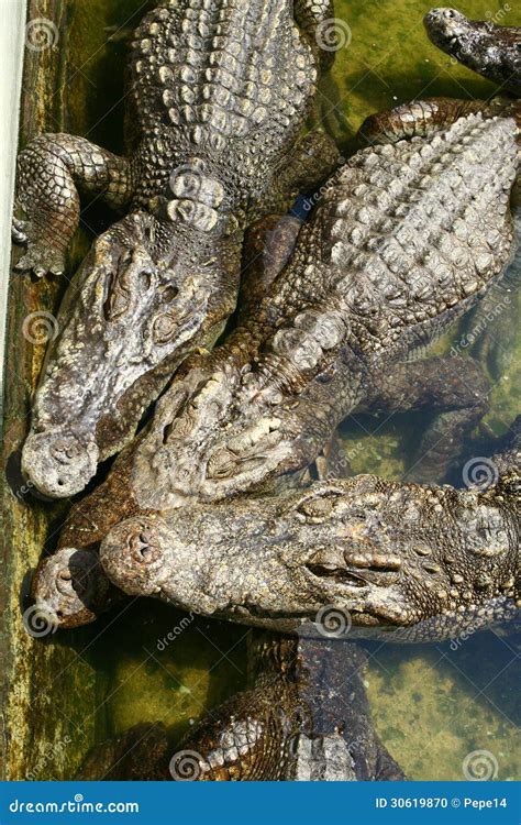 Three crocodiles stock photo. Image of dangerous, leather - 30619870