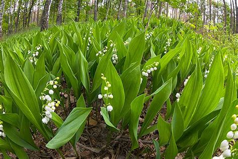 How to Grow Lily of the Valley: Your Planting and Care Guide