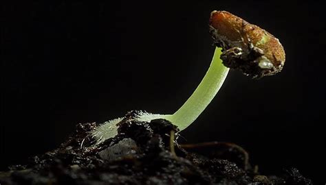 Beautiful Time-lapse Video of Seed Sprouting (Germination) - Off Grid World