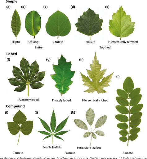 Types Of Tree Leaves - Design Talk