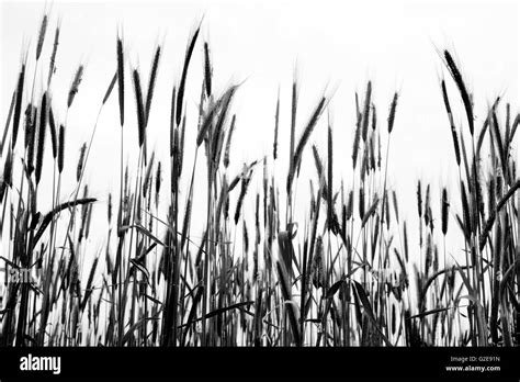 Silhouette of Tall Grasses Against Sky Stock Photo - Alamy