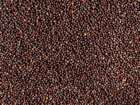 Shemin's Black Mustard Seeds | Shemins