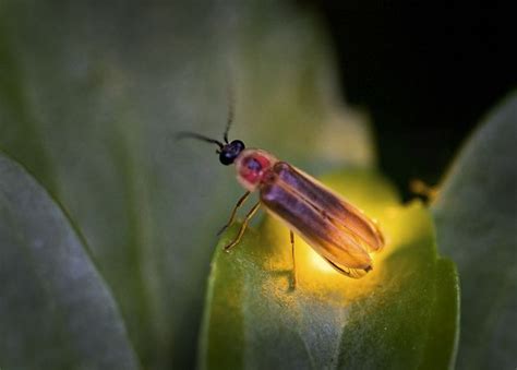 Catch lightning bugs at twilight | Beautiful bugs, Lighting bugs, Firefly