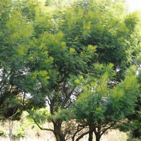 GREEN WATTLE ACACIA Acacia Decurrens - 50 SEEDS