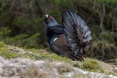 Wild Bavaria - Fascination Wildlife