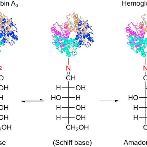 Glycosylated Hemoglobin Aic Can Best Be Described as a N