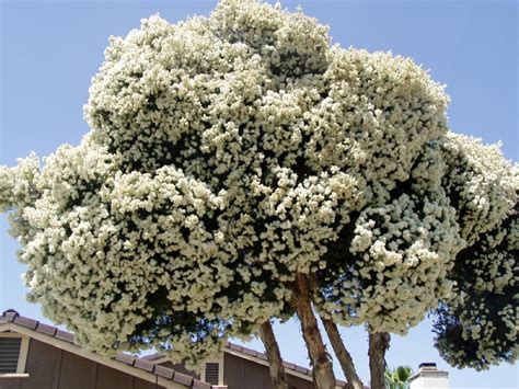 Melaleuca Tree In The Everglades