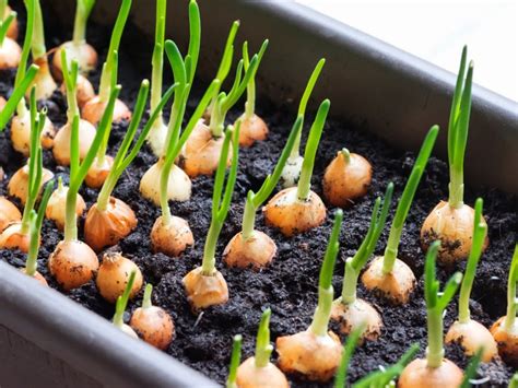 Onion Seed Starting - How To Grow Onions From Seeds