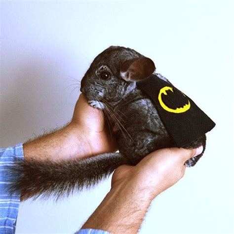 Chinchilla costume cape Batman | Chinchilla pet, Dog halloween, Animals