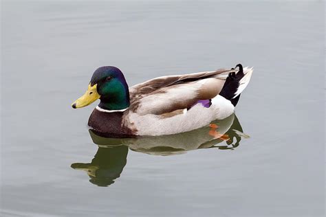 Male Drake Mallard Duck Swimming Photograph by Jit Lim | Pixels